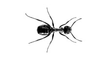 Formigas que Constroem Formigueiros