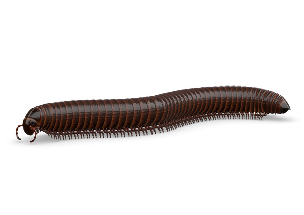 Millipede