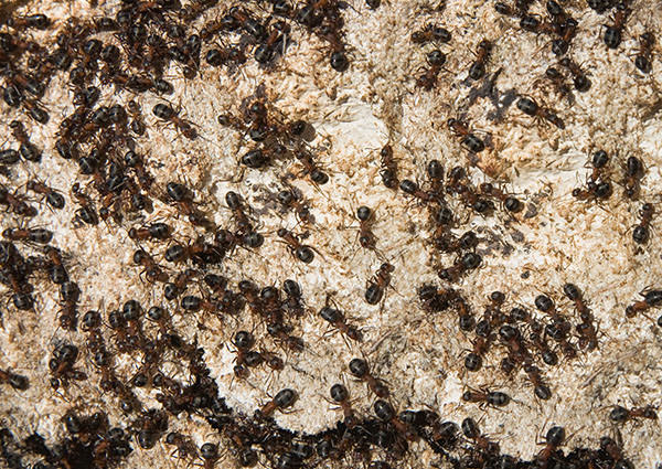 Formigas que Constroem Formigueiros-3