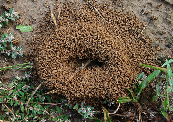 Formigas que Constroem Formigueiros-4